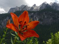 010  AUSTRIA