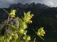 013  AUSTRIA