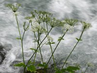 068  AUSTRIA