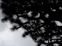 092  SPAIN (CANARY ISLANDS)