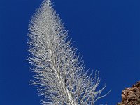 129  SPAIN (CANARY ISLANDS)