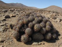 048  CHILE