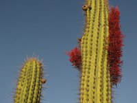 107  CHILE