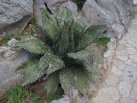 065  SPAIN (MALLORCA)