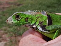 004  COSTA RICA