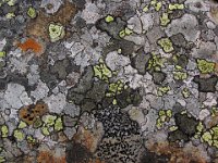 010  NORWAY
