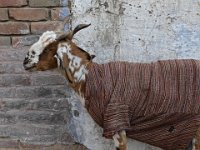 008  INDIA