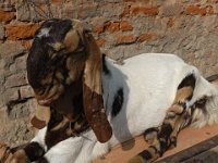019  INDIA