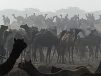 276  INDIA