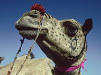 028  INDIA