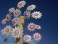 029  INDIA