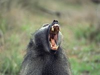 003  SOUTH AFRICA