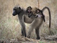 004  SOUTH AFRICA