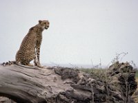 014  KENYA