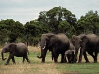 018  KENYA