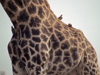 028  SOUTH AFRICA