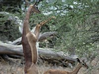 034  KENYA