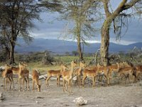 036  KENYA
