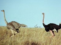 039  KENYA