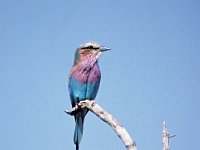044  KENYA