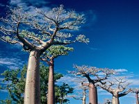 026  MADAGASCAR