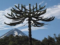 050  CHILE