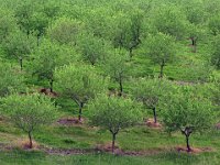 075  SPAIN