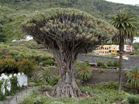 081  SPAIN (CANARY ISLANDS)