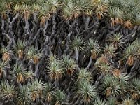 083  SPAIN (CANARY ISLANDS)