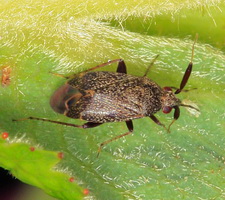 Imago