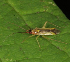 Imago