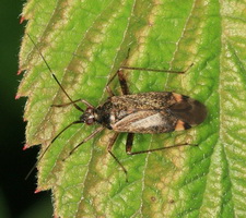 Imago