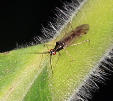 Imago