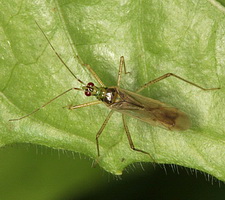 Imago: Langvinget form