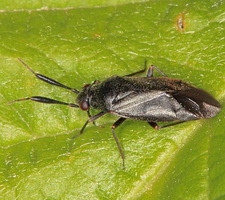 Imago