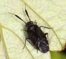 Imago