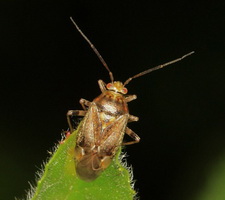Imago