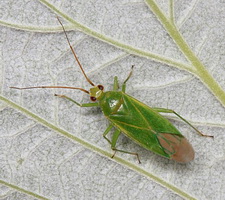 Imago