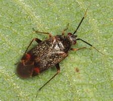 Imago: Han