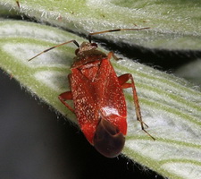 Imago: Hun (rdlig variant)