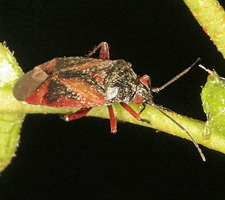 Imago