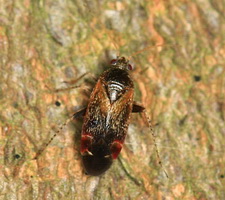 Imago