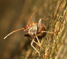 Imago
