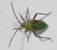 Nymfe