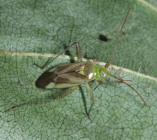 Imago