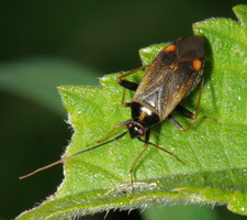 Imago