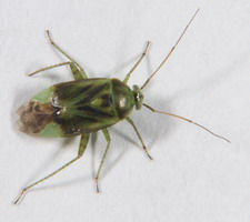 Imago: Farvevariant