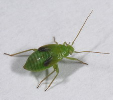 Nymfe