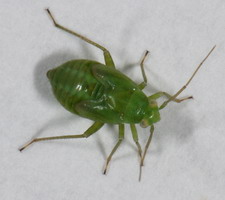 Nymfe