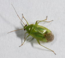 Imago